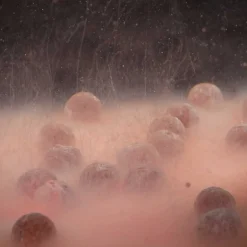 Booster carpe mainline smart liquid fish