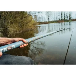 Canne Teos Majesty Specimen 1000